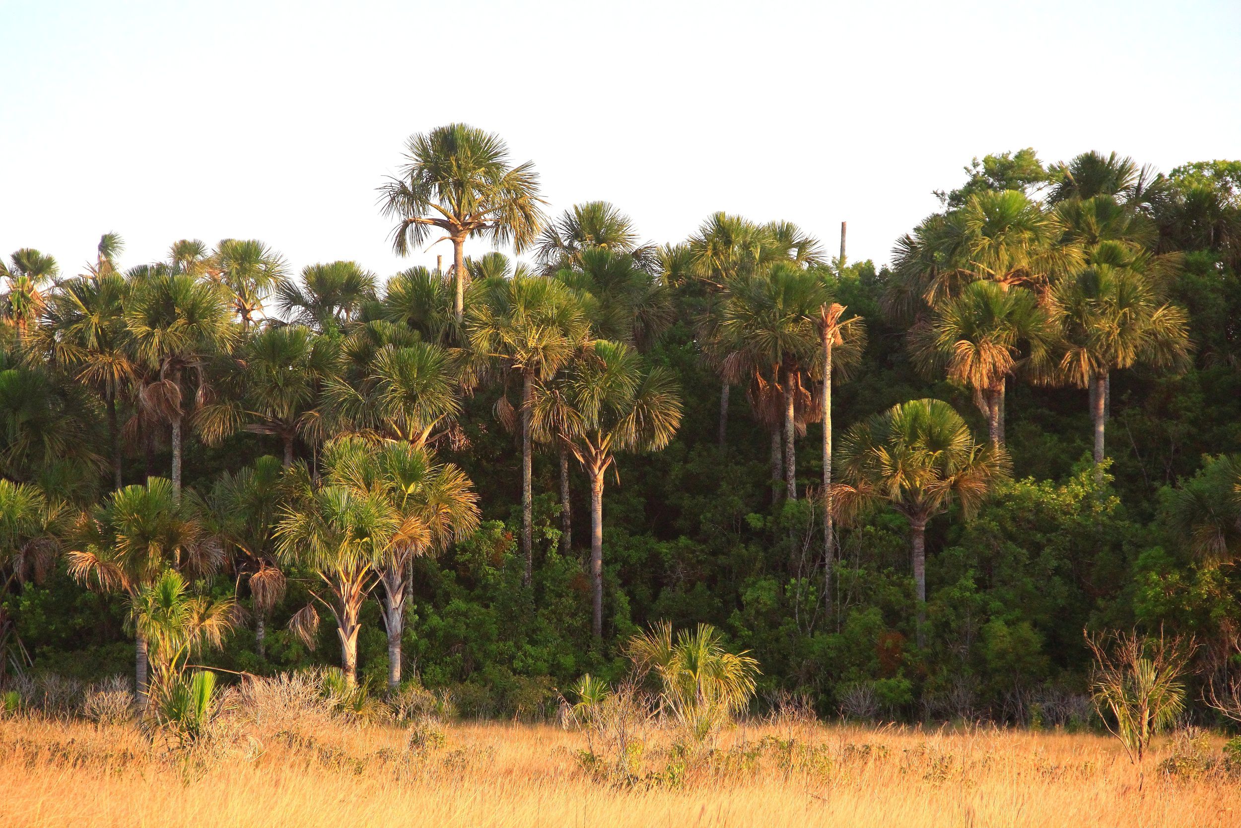 Buriti - Buritizeiro - Plantas - InfoEscola