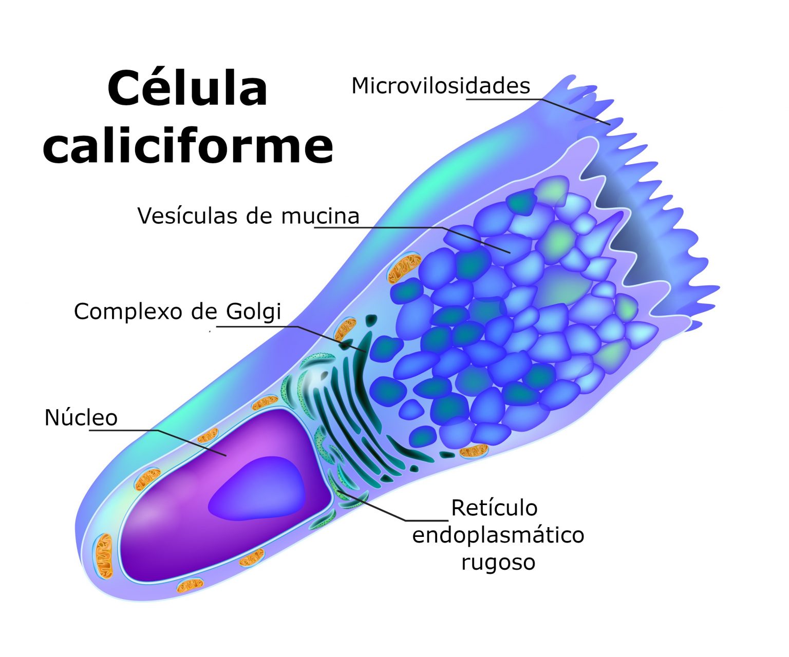 Célula caliciforme estrutura, características, funções Citologia