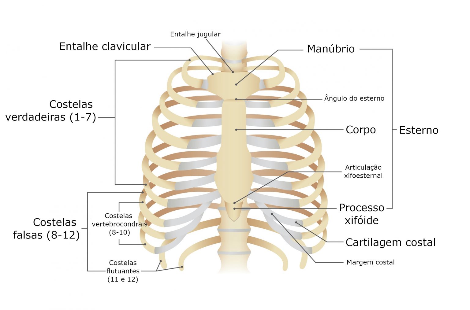 Costelas anatomia do Corpo Humano InfoEscola Costelas anatomia do Corpo Humano InfoEscola