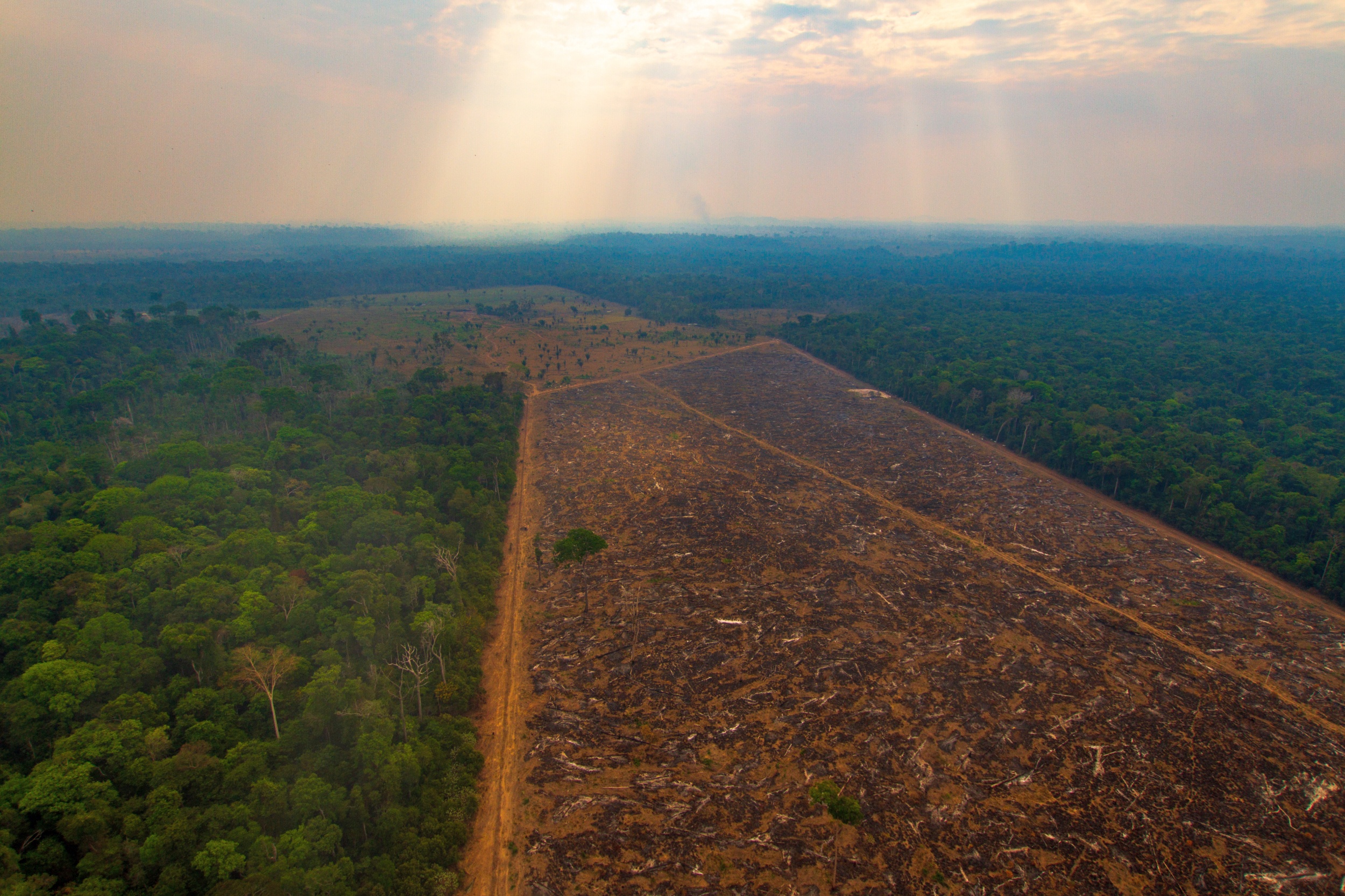 Desmatamento da Amazônia - InfoEscola