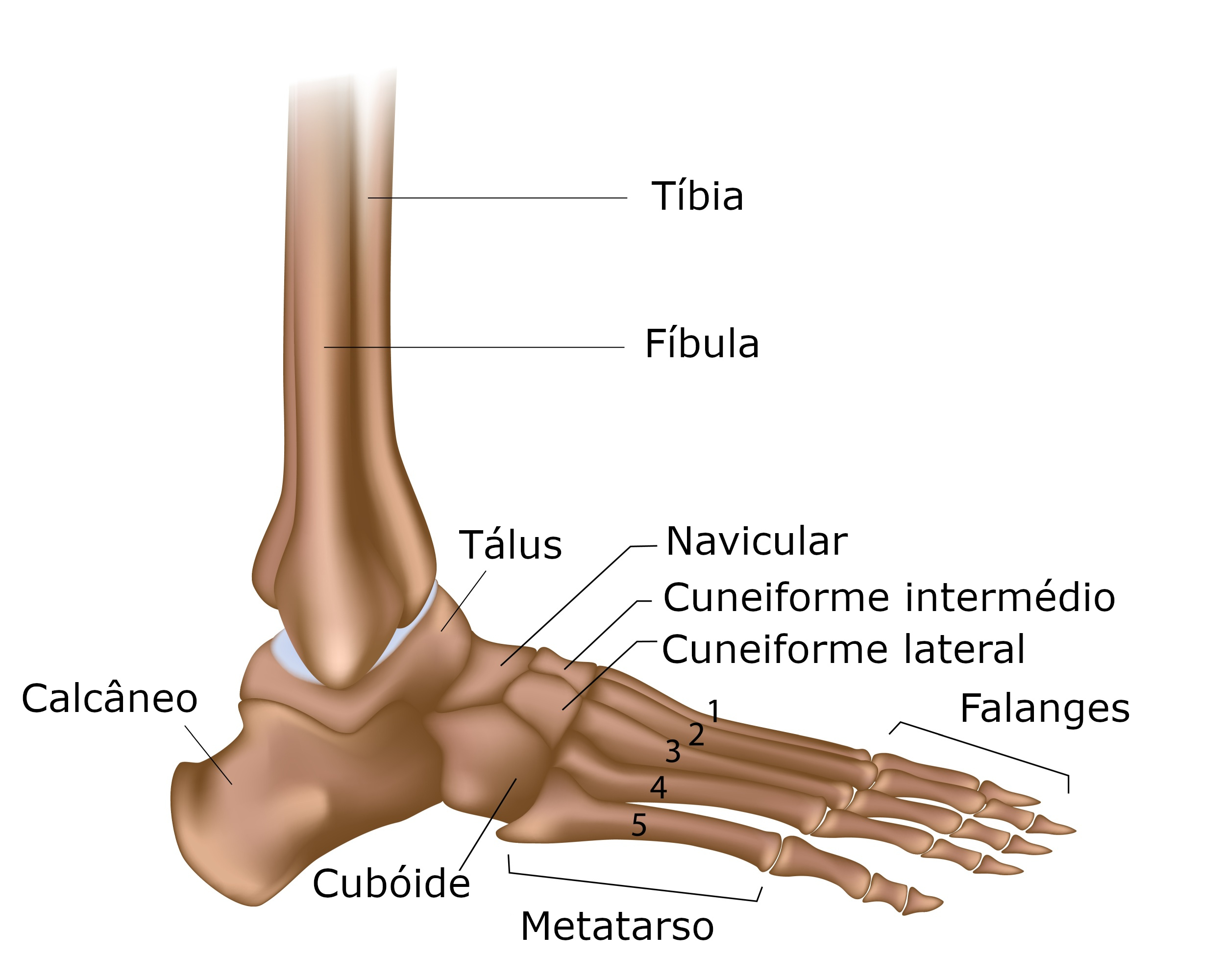 Pé - Anatomia Óssea Quiz