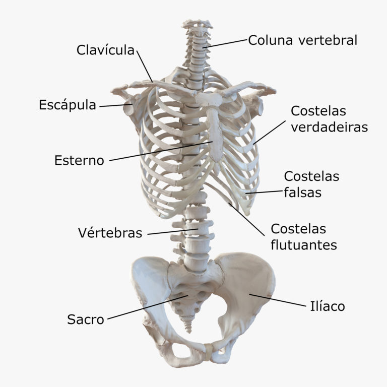 Ossos do tronco anatomia do sistema esquelético Corpo Humano InfoEscola