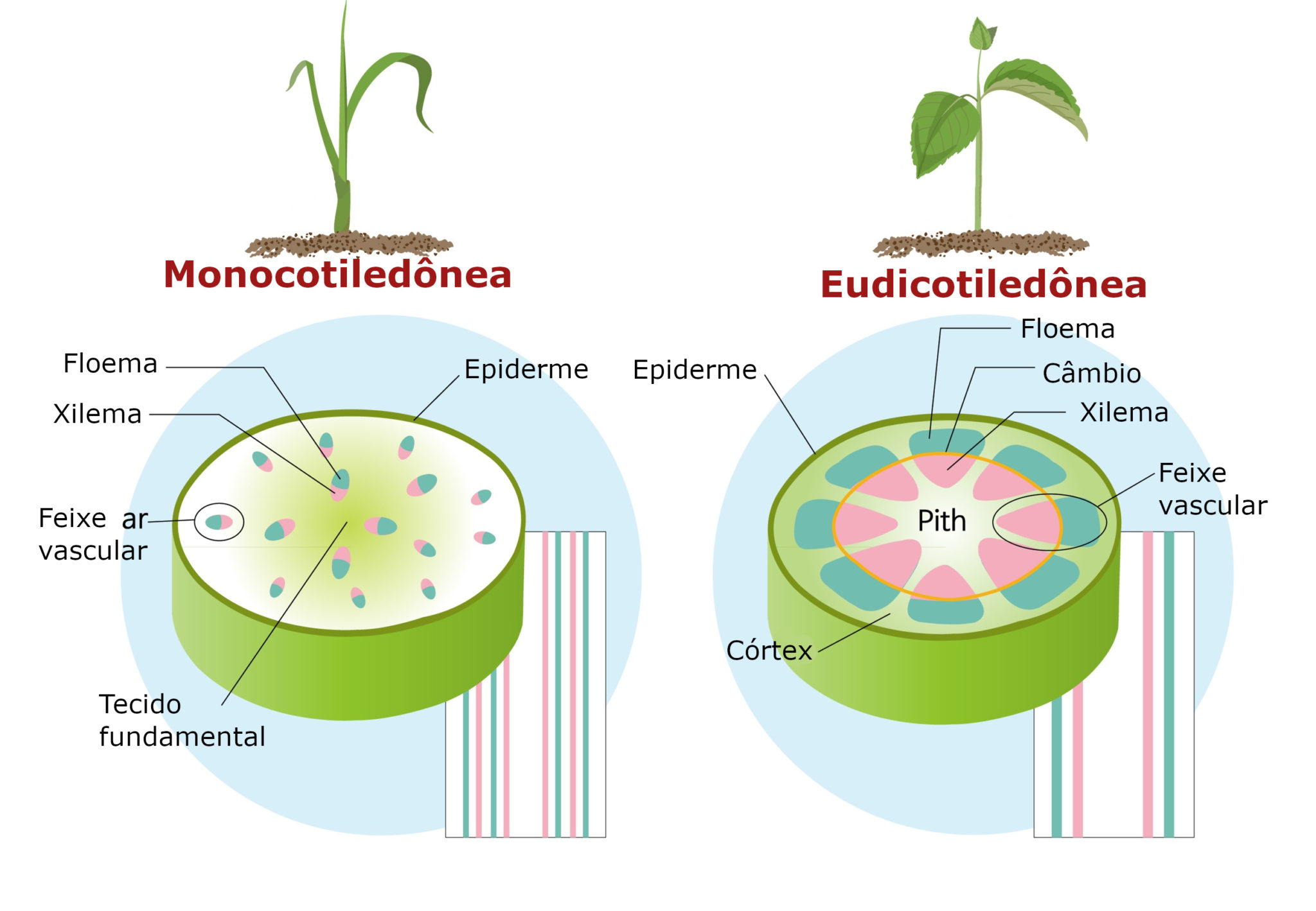 Feixe Vascular Dicotiledonea