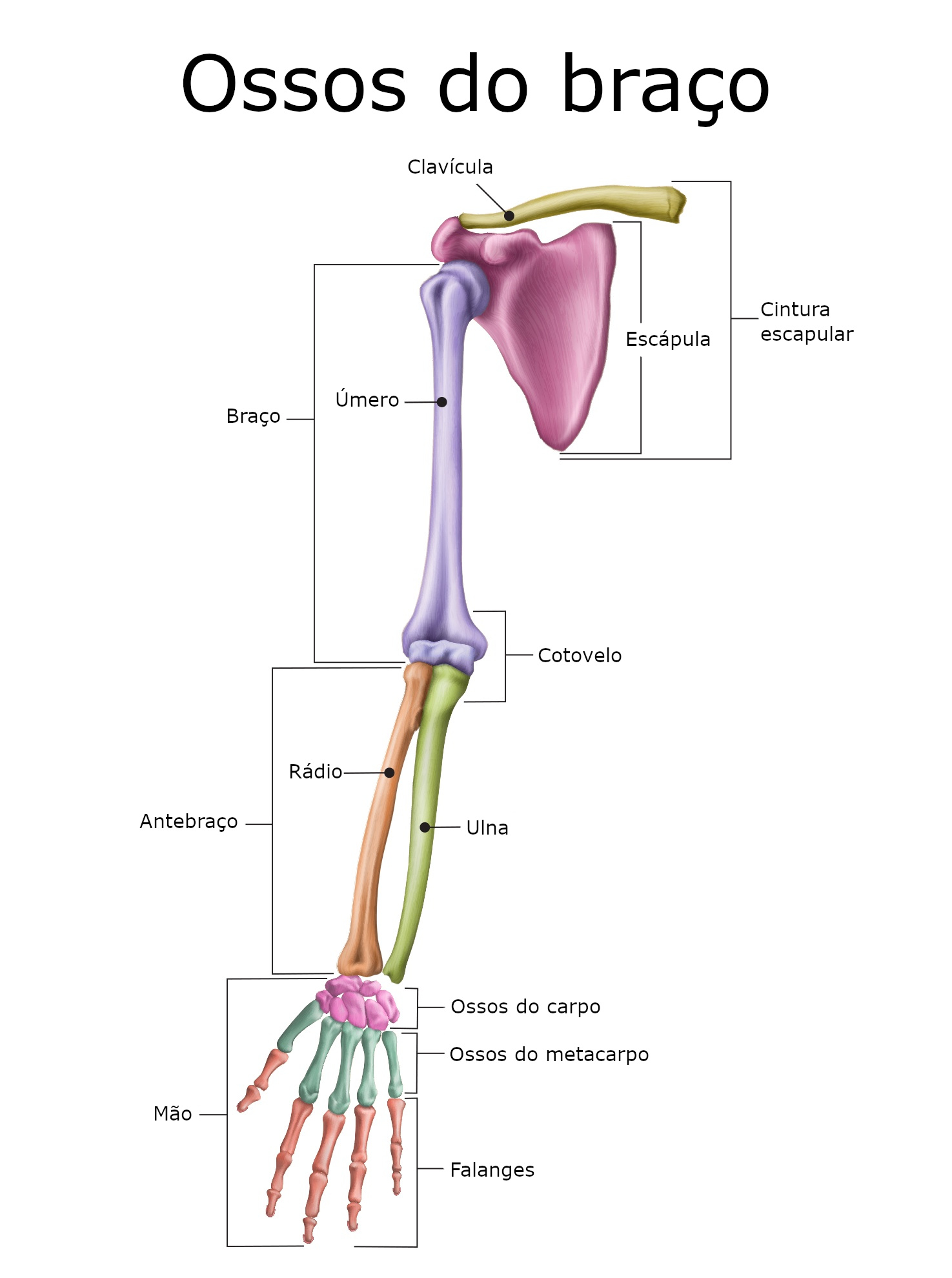 Ossos do braço - Anatomia do corpo Humano - Biologia - InfoEscola