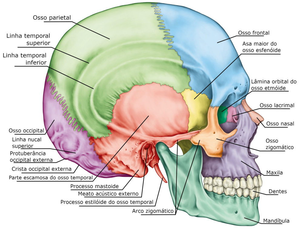 Ilustração dos ossos do crânio humano.