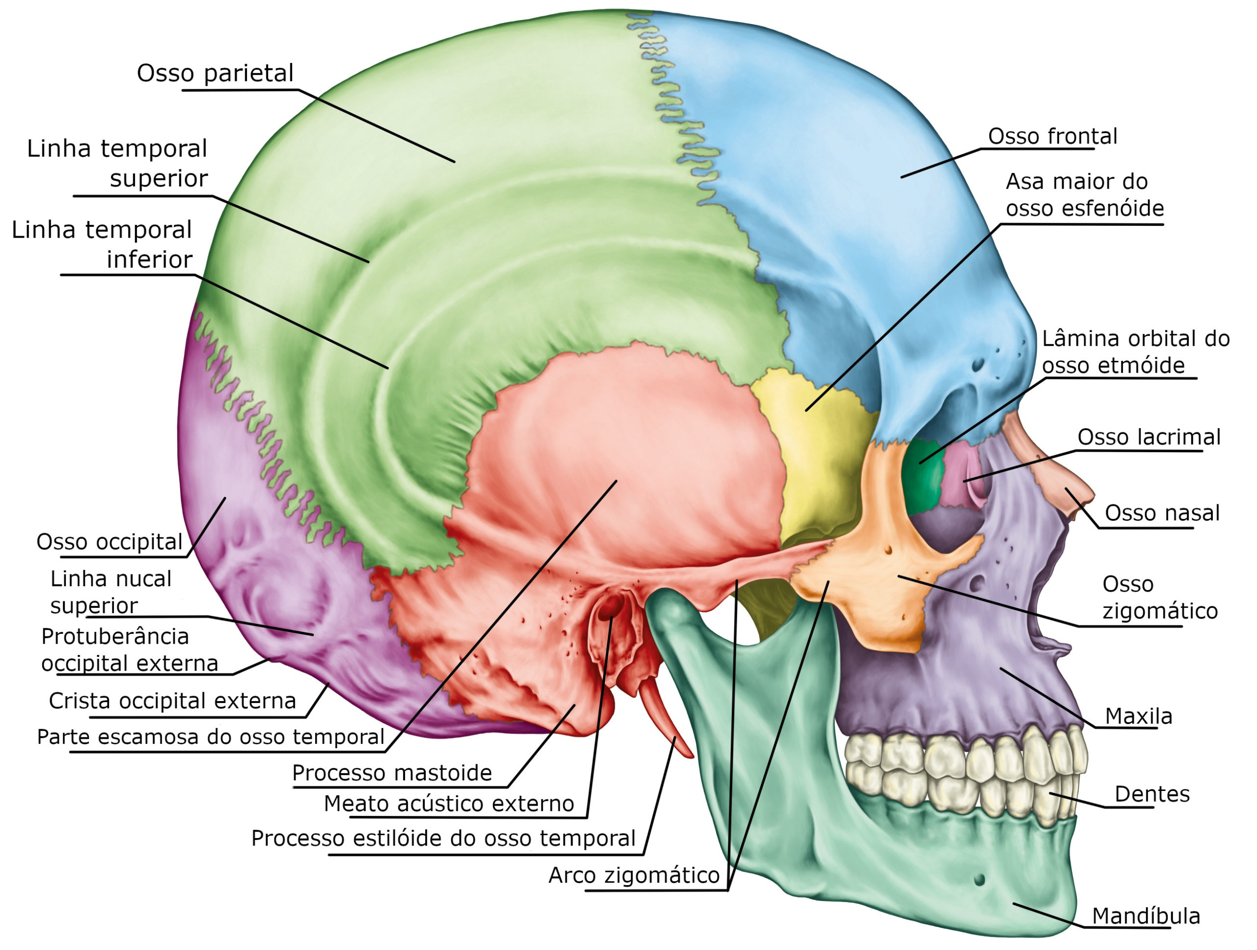 viscerocranio-zigomatico-maxila-mandibula-palatino-nasal-vômer