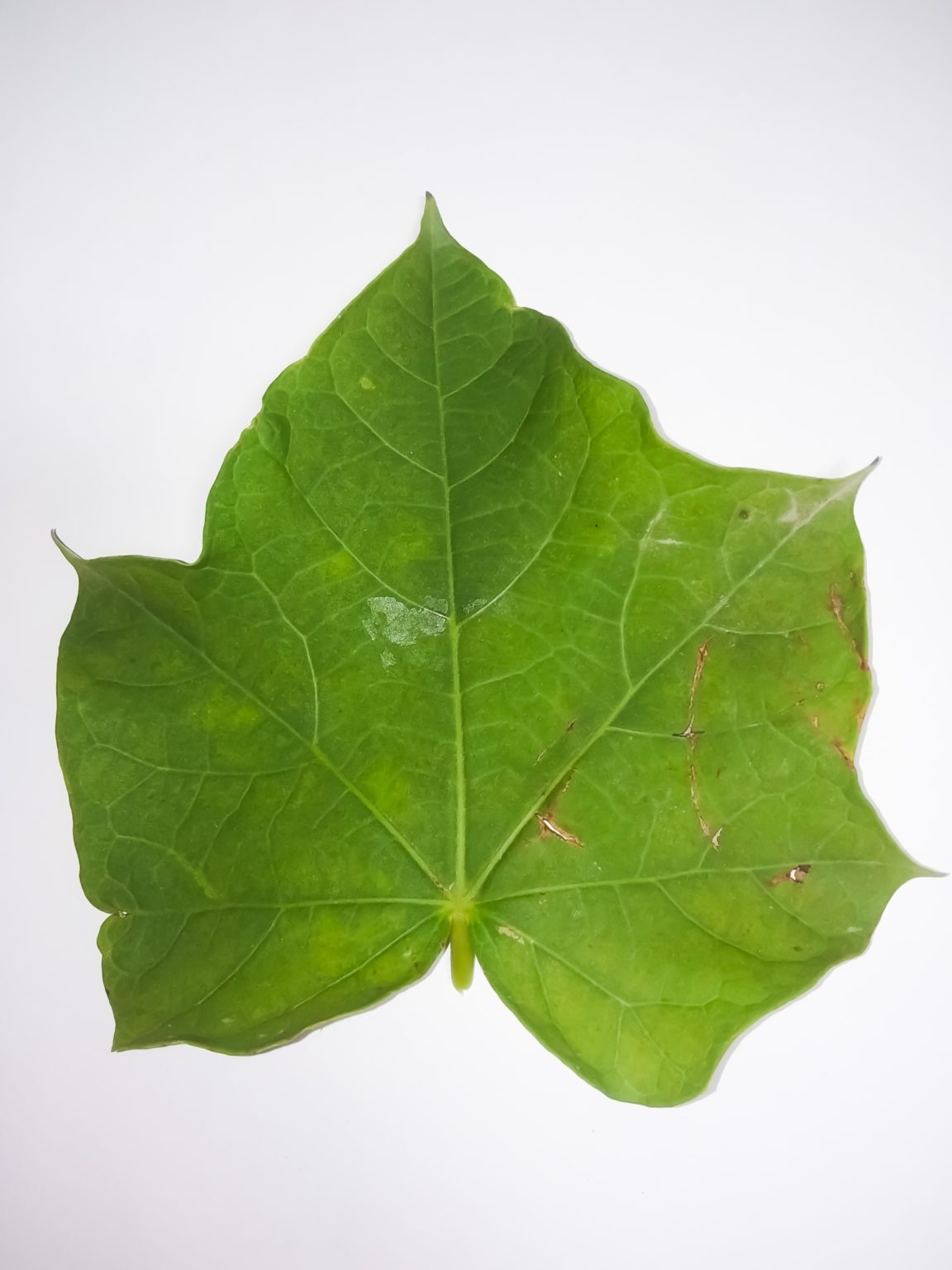 Venação foliar tipos de Venação foliar