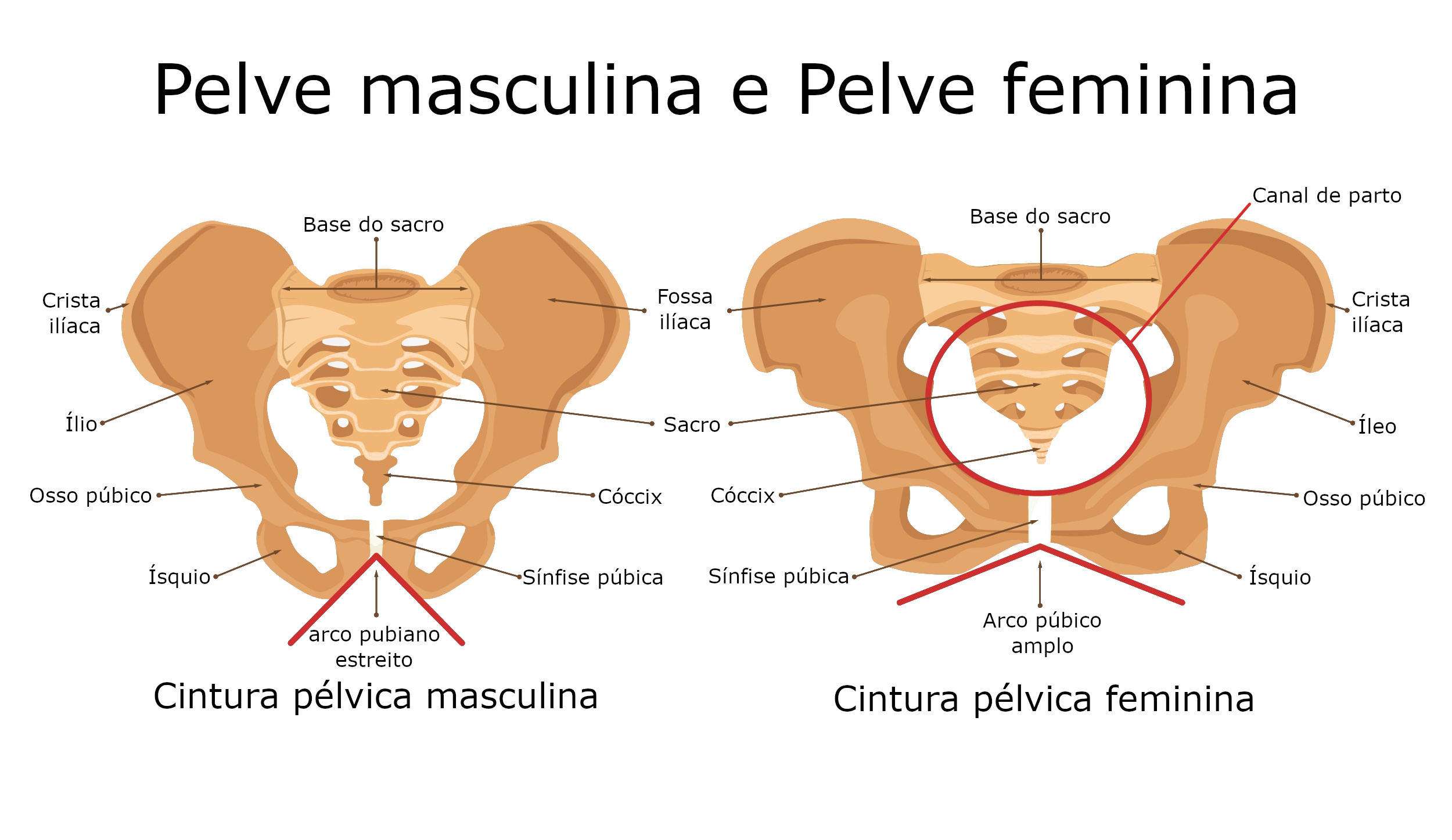 Pelve - Anatomia da pelve - Biologia - InfoEscola