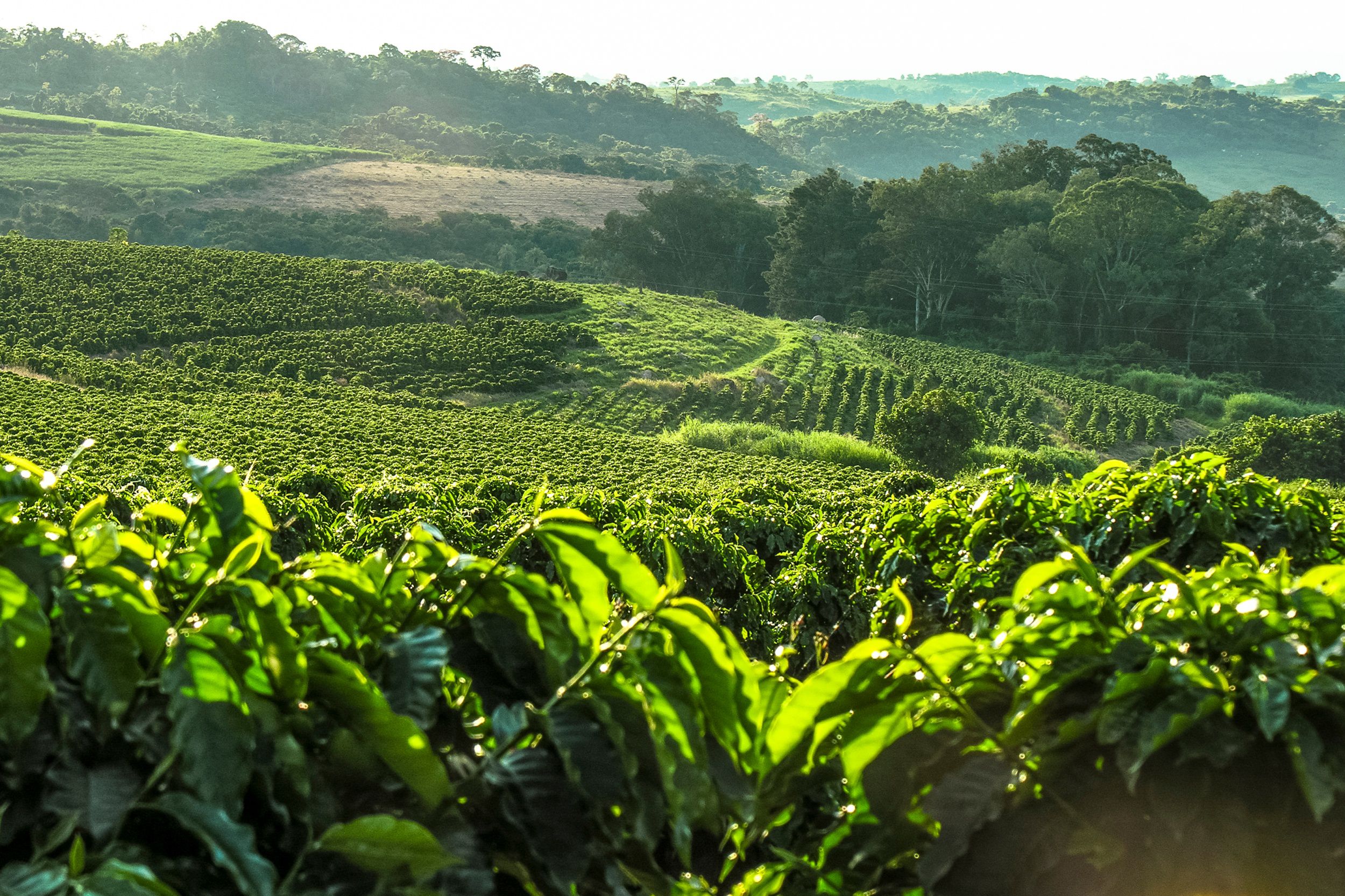 Cultivo de café no Brasil - Agricultura - InfoEscola