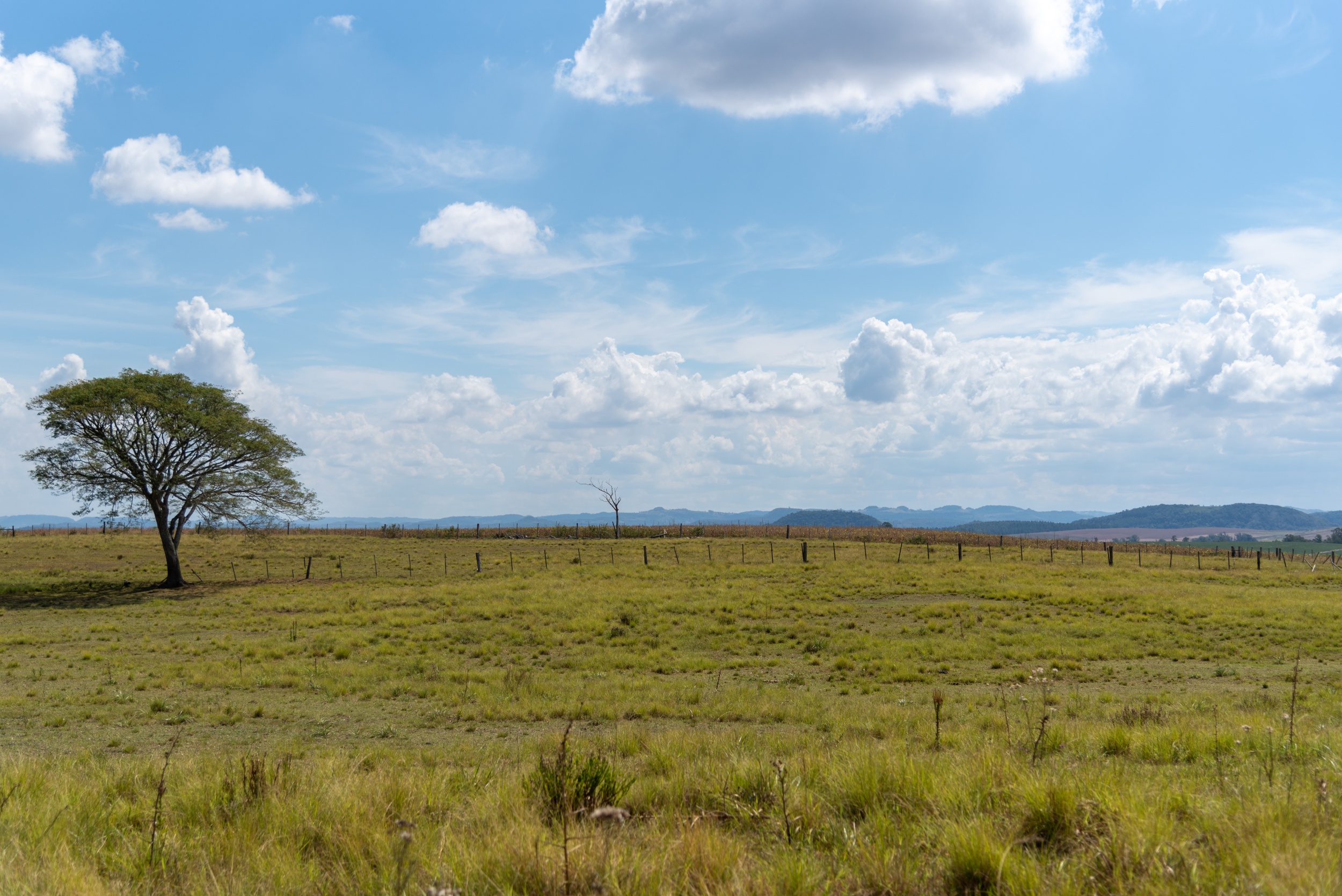 Domínio morfoclimático das pradarias - Geografia - InfoEscola