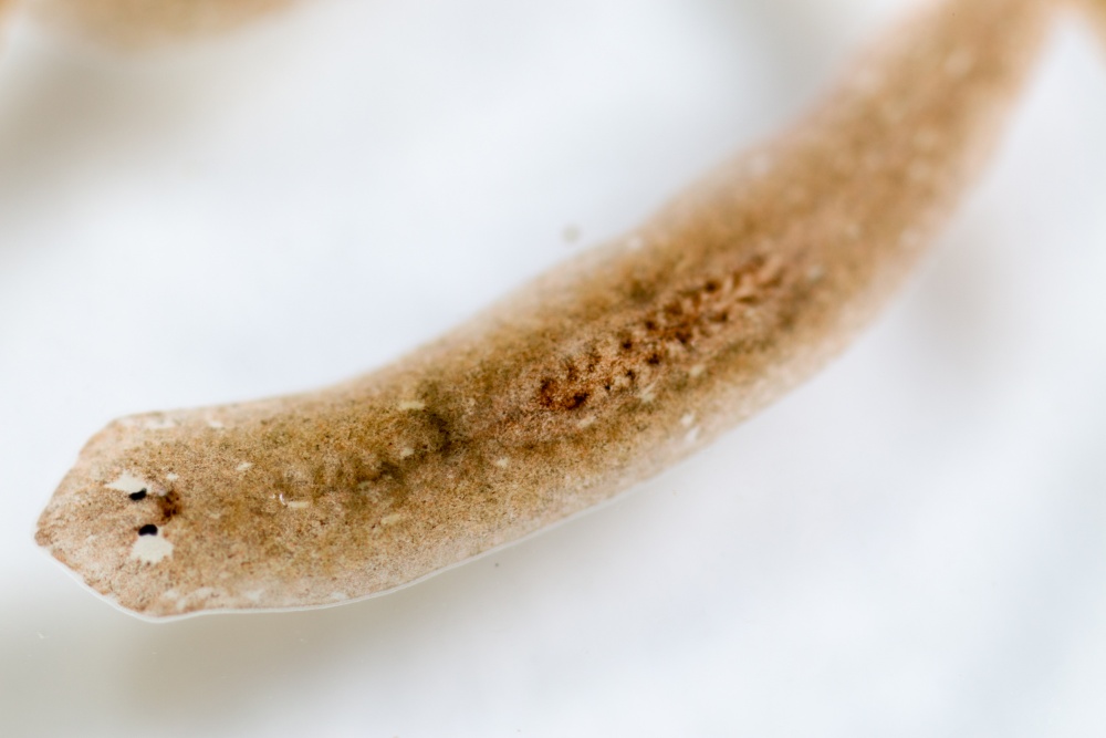 fehér planaria emberi ascaris földigiliszta hogyan lehet lefogyni férgek segítségével