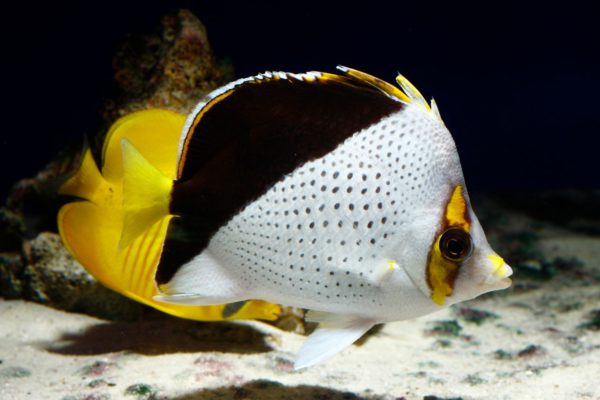 Peixes Ornamentais O Que Sao Principais Especies Aquarismo Infoescola