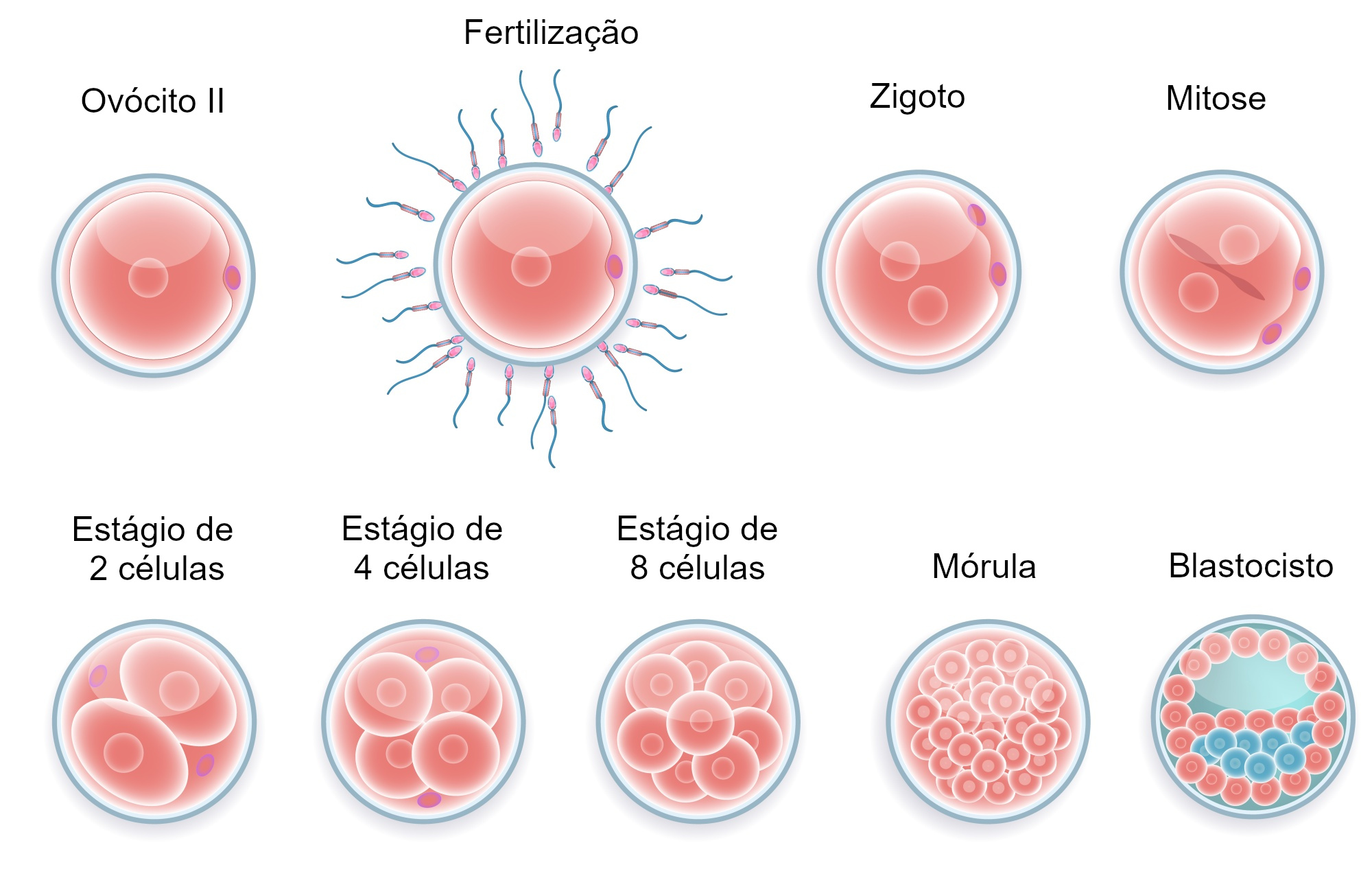 Mórula - desenvolvimento embrionário - Biologia - InfoEscola