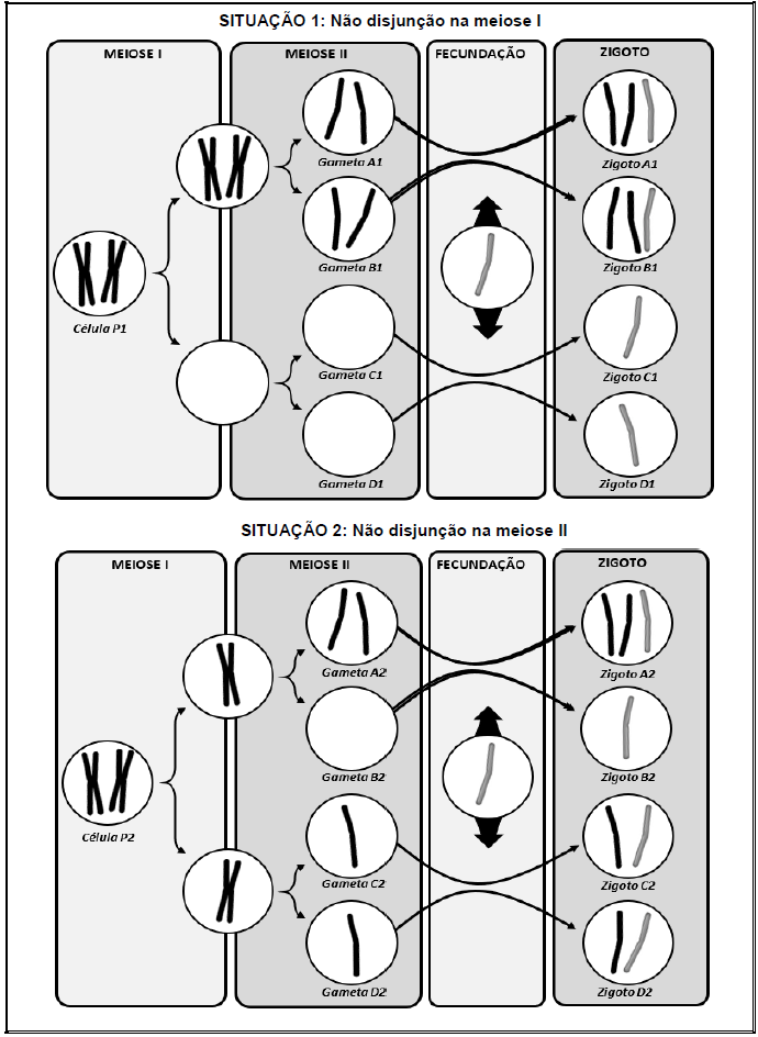 Meiose - Biologia Enem